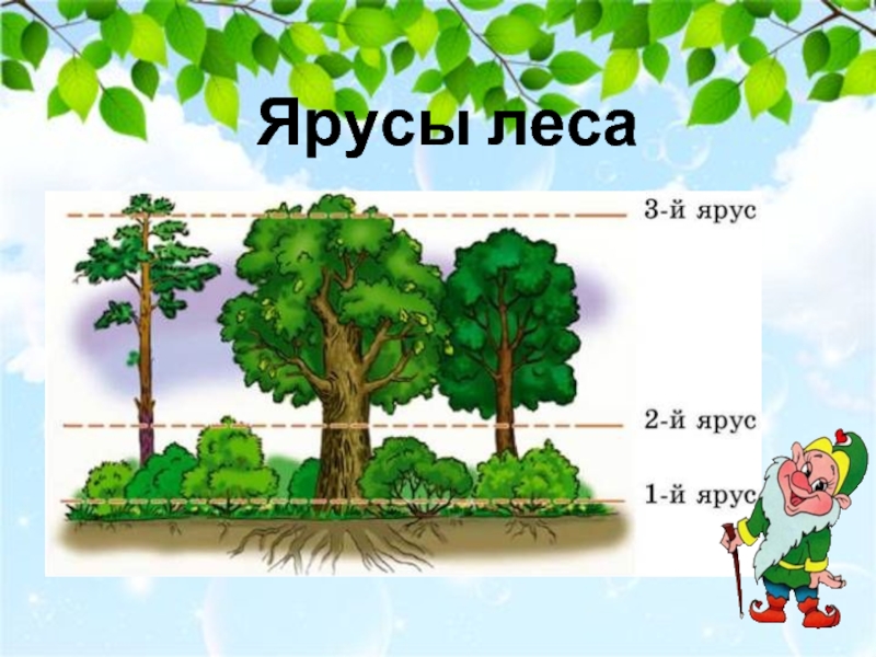 Ярусы леса. Ярусность леса. Три яруса леса. Ярусы в лесу. Лес ярусы леса.