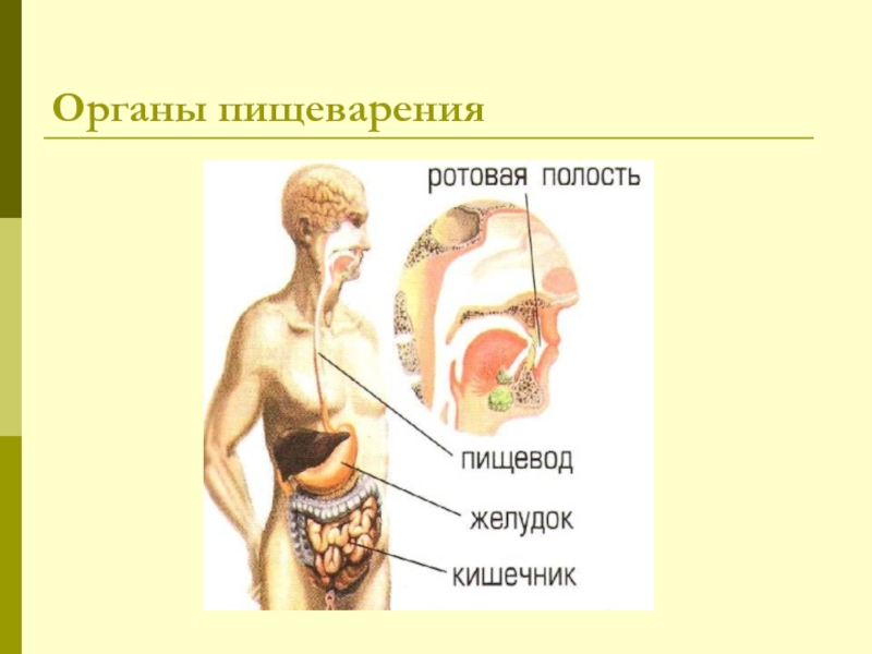 Человек человека 4 класс презентация