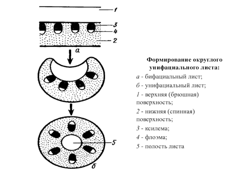 Формирование листа. Унифациальный лист. Бифациальный. Бифациальных листьев. Бифациальный лист пример.