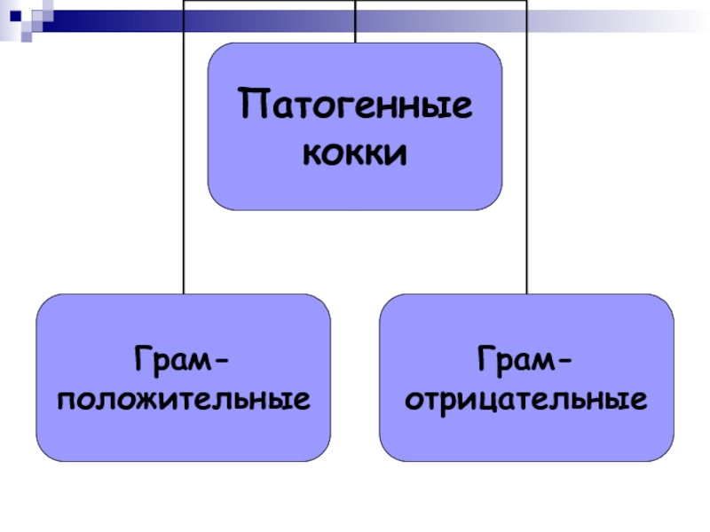 Патогенные кокки презентация