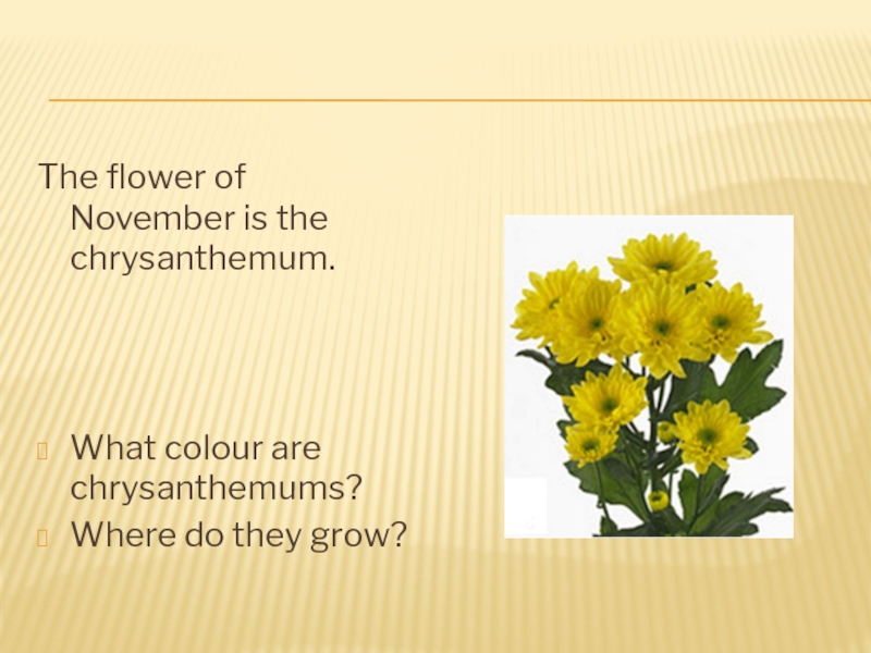 Изложение хризантема 8 класс. What Colour are the Flowers ответ на вопрос. What Colour are the Flowers как ответить. She is got a Flower презентация урока 3 класс.