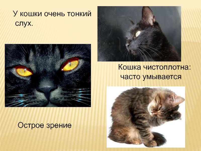 Проект о котенке