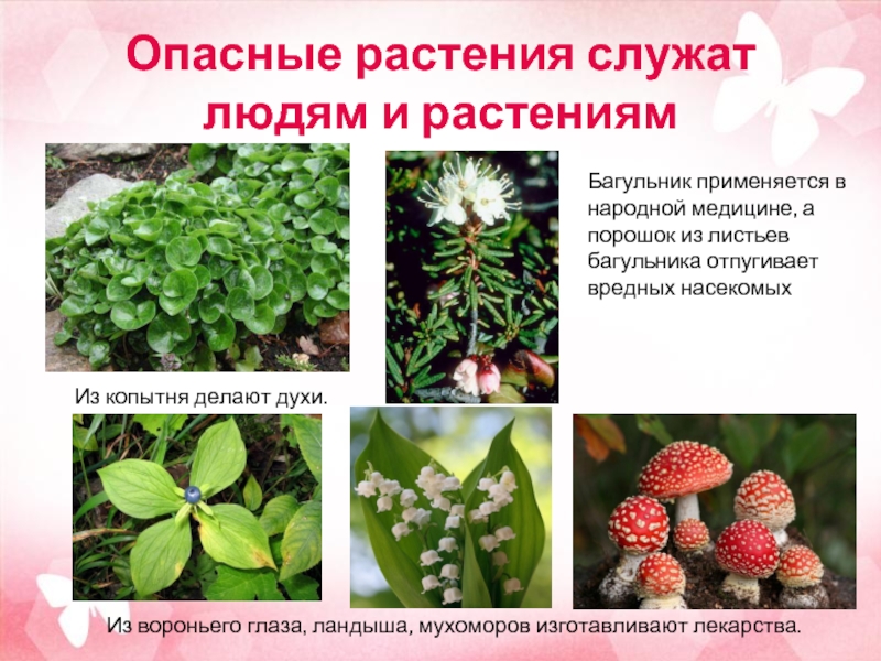 Ядовитые растения фото и название и описание
