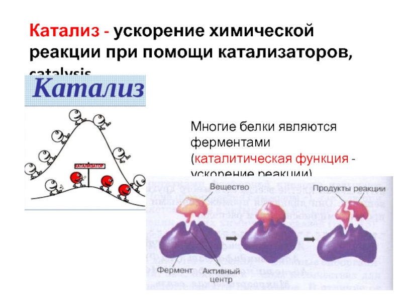 Каталитическая функция белков