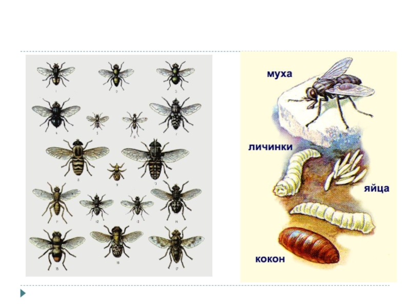 Польза мух. Строение мухи. Муха строение тела. Муха (насекомое) строение. Анатомия мухи.
