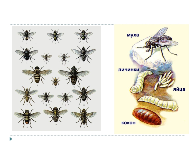 Содержание мух. Части мухи. Классификация муху. Личинка мухи презентация. Схема Муха из личинки для детей.
