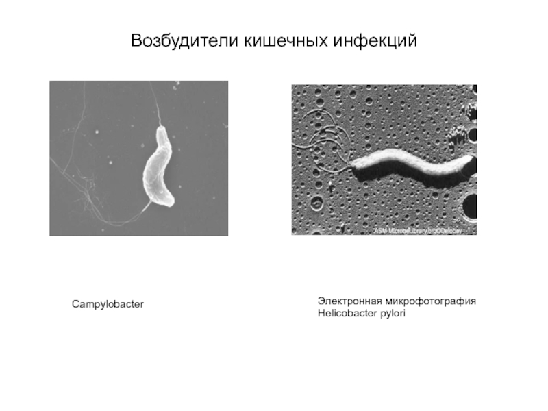 Возбудители кишечных инфекцийЭлектронная микрофотография Helicobacter pyloriCampylobacter