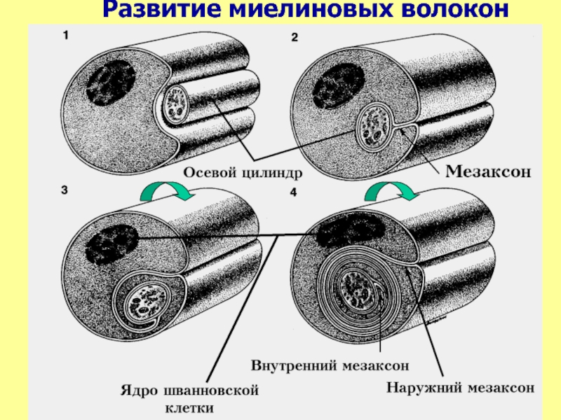 Рисунок миелиновые нервные волокна