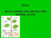 ТЕМА: ВЕГЕТАТИВНІ ОРГАНИ РОСЛИН: КОРІНЬ, ПАГІН