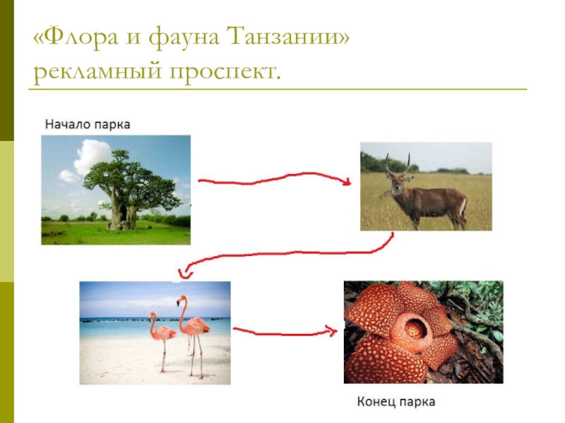«Флора и фауна Танзании» рекламный проспект.