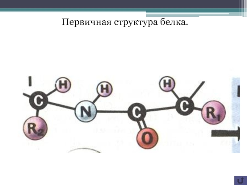 Первичная структура рисунок. Первичная структура белка изображение. Первичная структура белка картина. Первичная структура белков рисунок. Рисунок на котором представлена первичная структура белка.