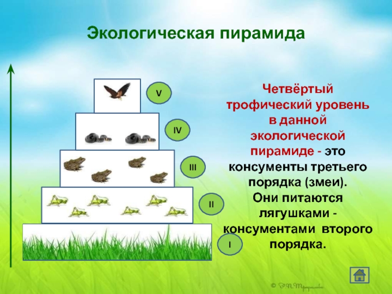 Трофические уровни экосистемы презентация