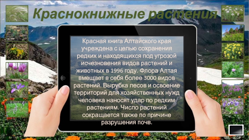 Красная книга Алтайского края учреждена с целью сохранения редких и находящихся под угрозой исчезновения видов растений и