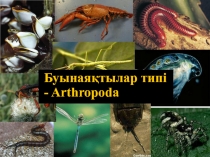 Буынаяқтылар типі - Arthropoda
