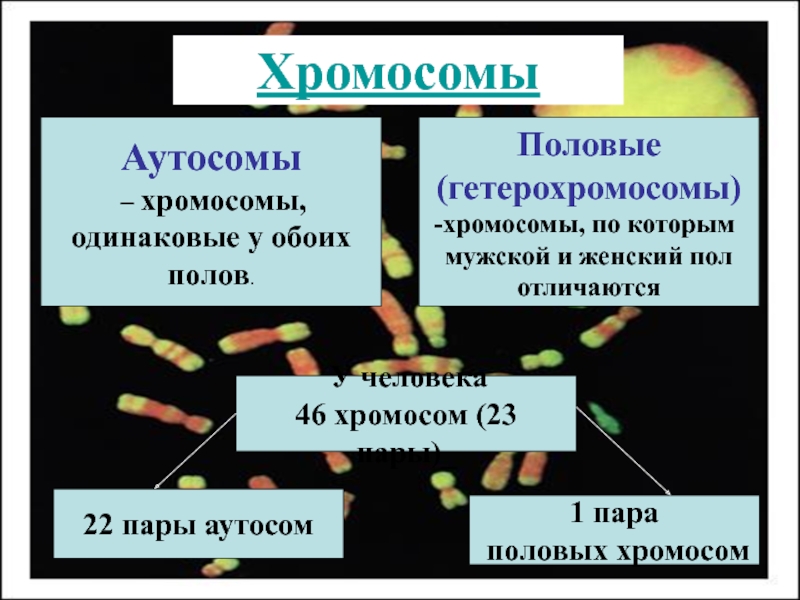 Пар хромосом. Половые хромосомы. Половые хромосомы женщины. Половые хромосомы женщины и мужчины. Хромосомы отвечающие за определение пола.