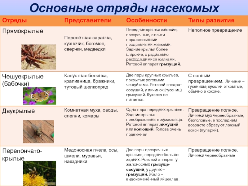 Полное превращение насекомых таблица
