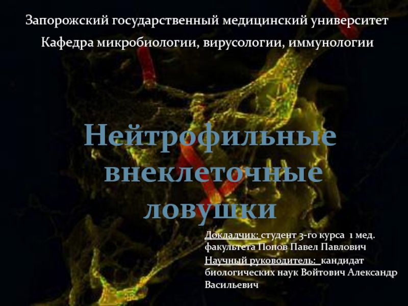 Презентация Нейтрофильные
внеклеточные ловушки
Докладчик: студент 3-го курса 1 мед