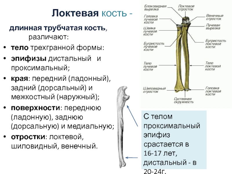 Таблица скелет верхних конечностей