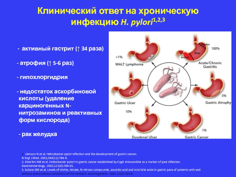 Клинический ответ на хроническую инфекцию H. pylori1,2,3    - активный гастрит ( 34 раза) атрофия