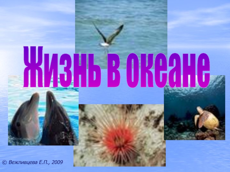 Жизнь в океане© Вежливцева Е.П., 2009