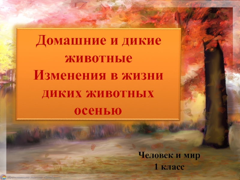 Презентация Человек и мир
1 класс
Домашние и дикие животные Изменения в жизни диких