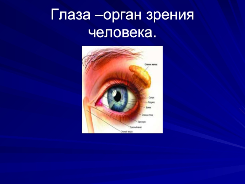 Глаза орган зрения. Глаз как орган зрения. Зрение слайд для презентации. Органы зрения и обоняния.