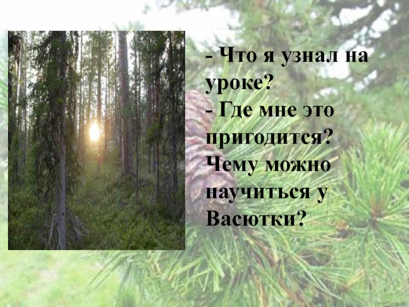 Там ниже мох тощий кустарник седой. Васютка рисунок. Васютка. Там ниже мох тощий кустарник седой уточняющие предложения. Сочинение на тему что помогло Васютке выжить в тайге.