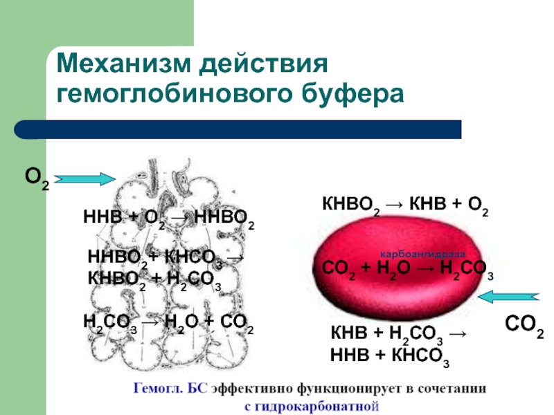 Бикарбонатный буфер схема