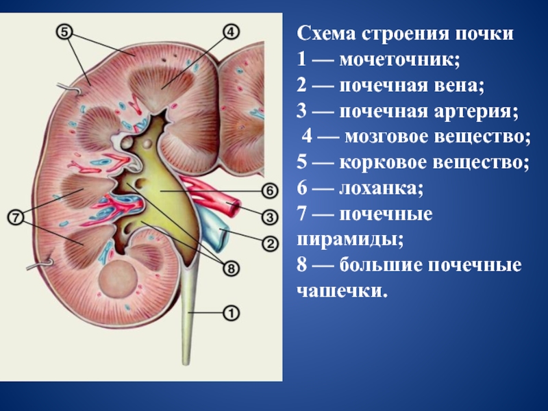 Выберите три верно обозначенные подписи к рисунку строение почки человека запишите в таблицу цифры