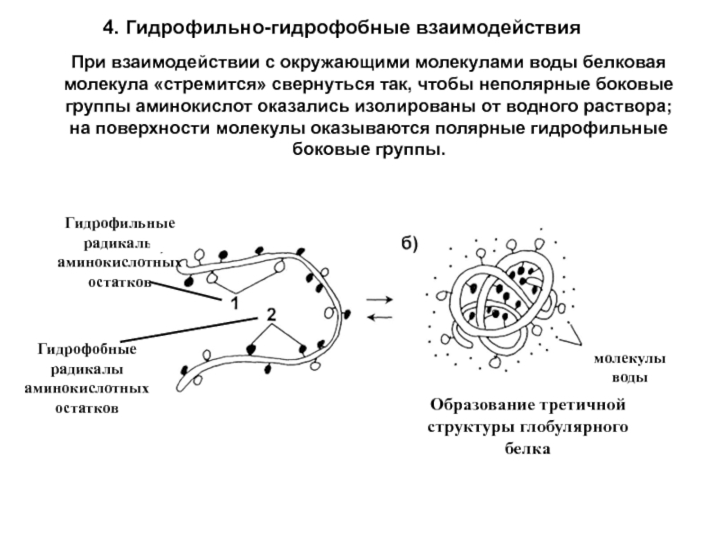 Белковые комплексы окруженные молекулами воды и составляющие первичный бульон