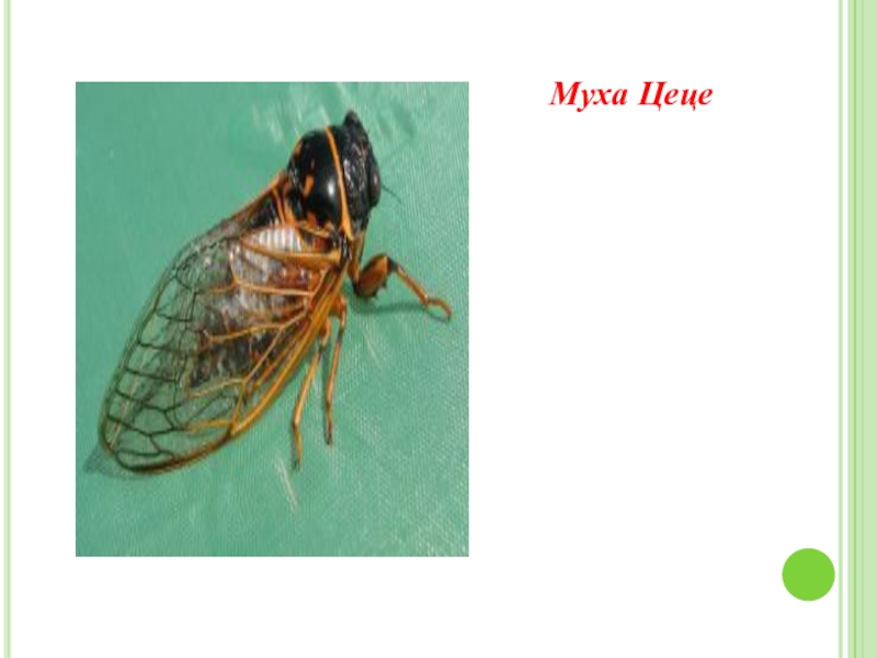 Основной хозяин муха цеце основной хозяин человек. Муха ЦЕЦЕ систематика. Распространение мухи ЦЕЦЕ. Африканская Муха ЦЕЦЕ. Муха ЦЕЦЕ морфология.