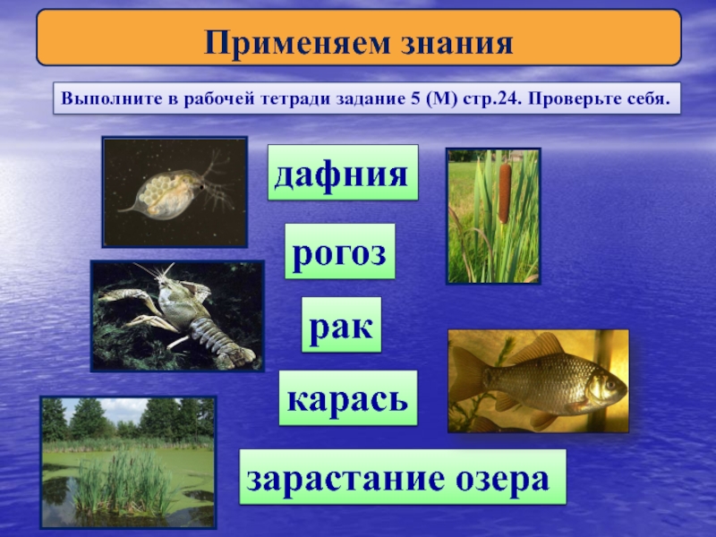 Презентация на тему экосистема озера