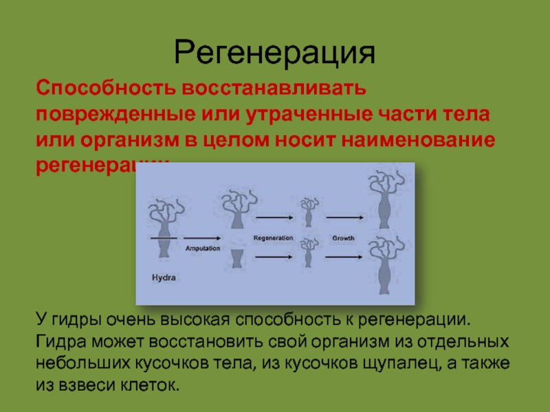 Характерные черты процесса регенерации презентация