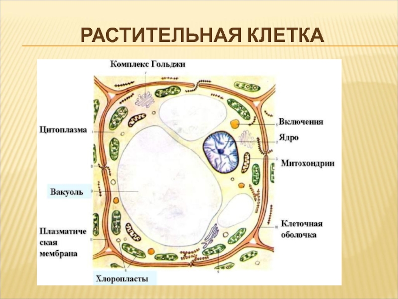 Клетка растительная рисунок 5 класс - 87 фото