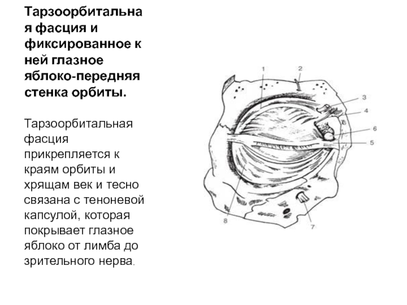 Верхняя стенка левой орбиты