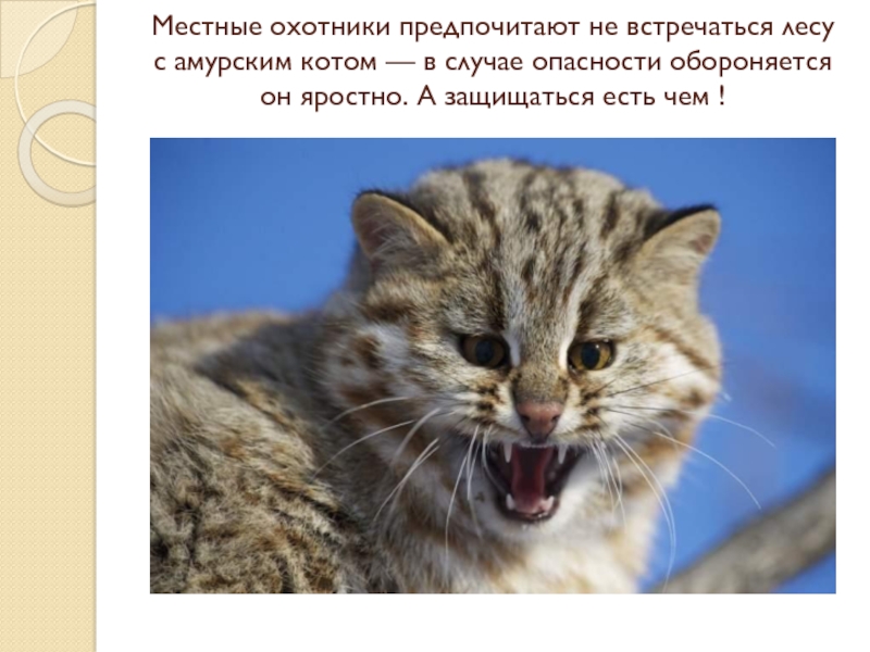 Амурский лесной кот описание