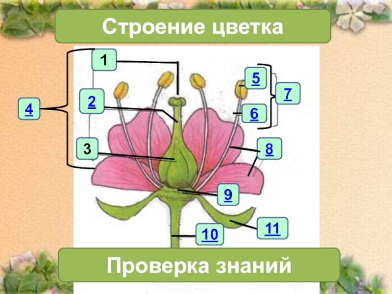 Урока стр. Проверка знаний по теме строение цветка. Строение цветка 1 8 (10 проверка знаний. Проверка цветка. Проверка на знание цветов.