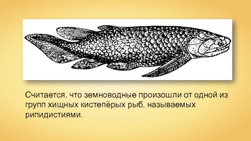 На рисунке изображена кистеперая рыба вымершее животное обитавшее 370 млн лет