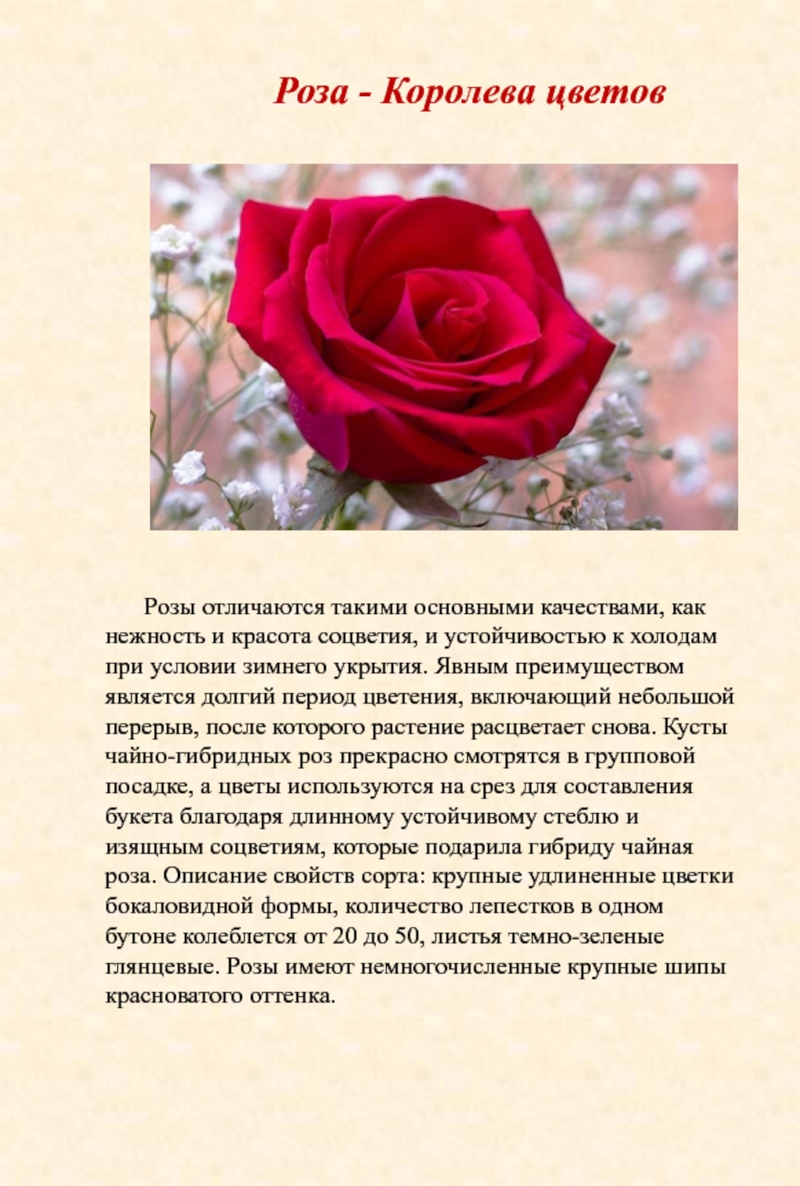 Текст розочка. Описание цветка розы. Доклад о Розе. Рассказ описание про розу.