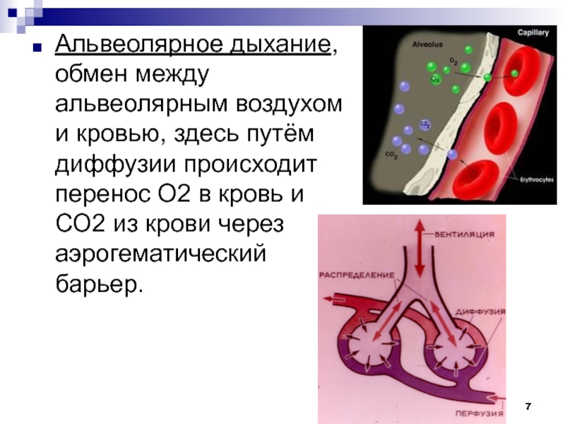 Диффузный путь. Альвеолярно-капиллярный барьер. Альвеолярно-капиллярный барьер разделяет. Газообмен между альвеолярным воздухом и кровью. Альвеолярная мембрана крови.