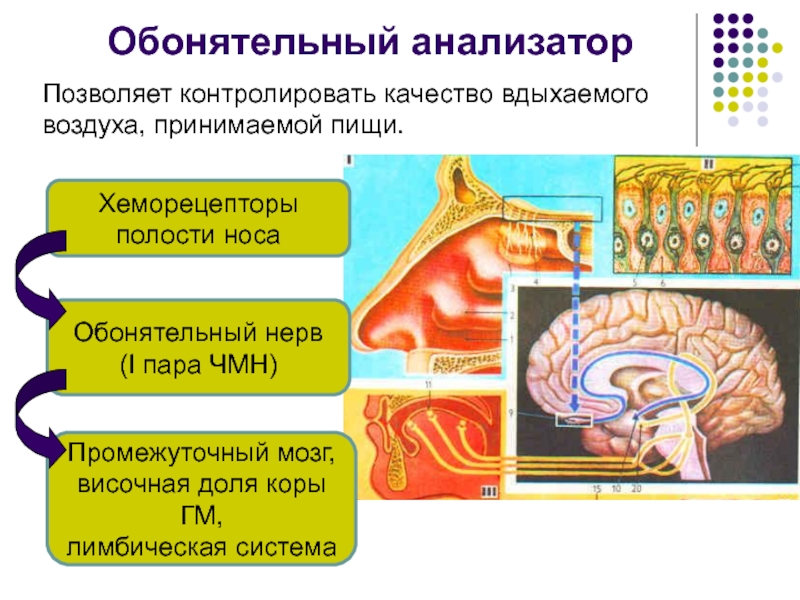 Блок схема обонятельного анализатора