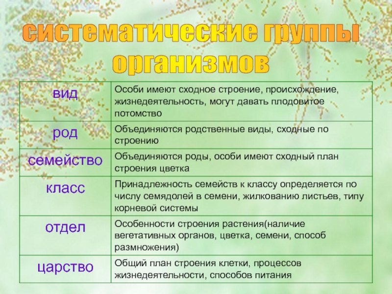 Систематические группы. Систематические группы организмов. Основные систематические группы организмов. Название основной систематической группы организмов. Перечислите основные систематические группы.