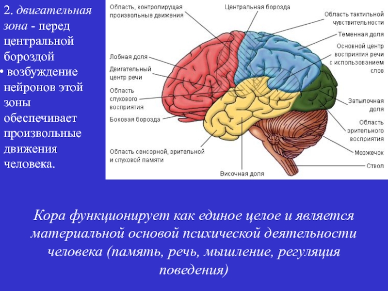 Центры коры мозга. Мышечная зона коры больших полушарий находится в. Кора больших полушарий. Зрительная зона коры мозга. Затылочная зона коры больших полушарий.