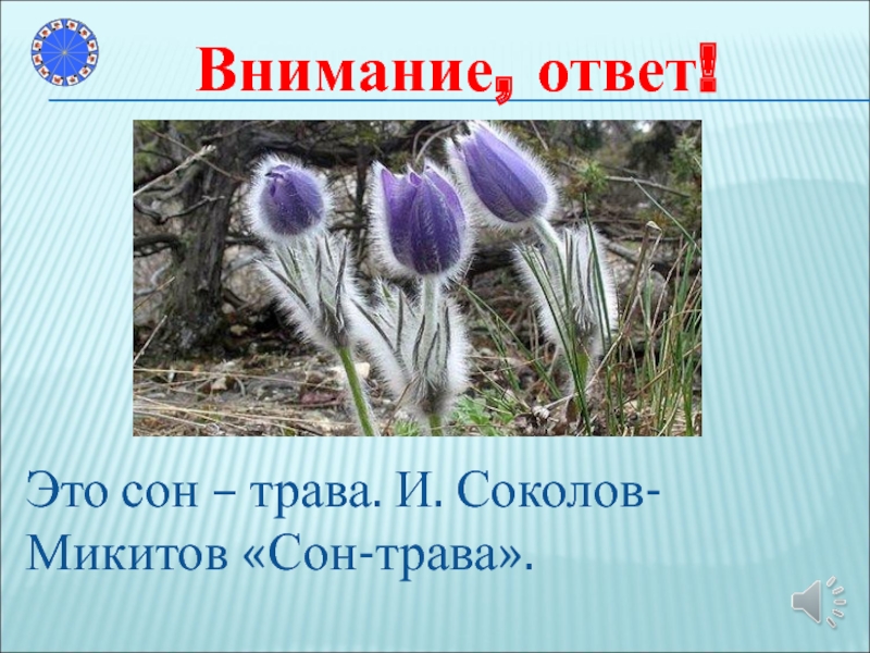 Трава ответ. Сон трава Оренбургской области. Растение увага. Сон трава Оренбургской области красная книга. Сон трава Оренбургской области рисунок.