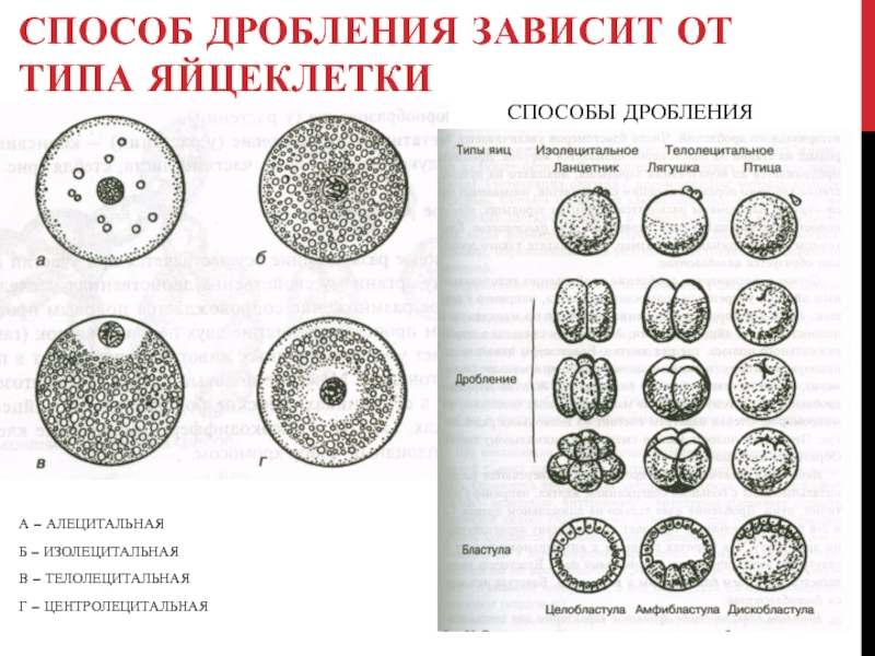 Структура дробления