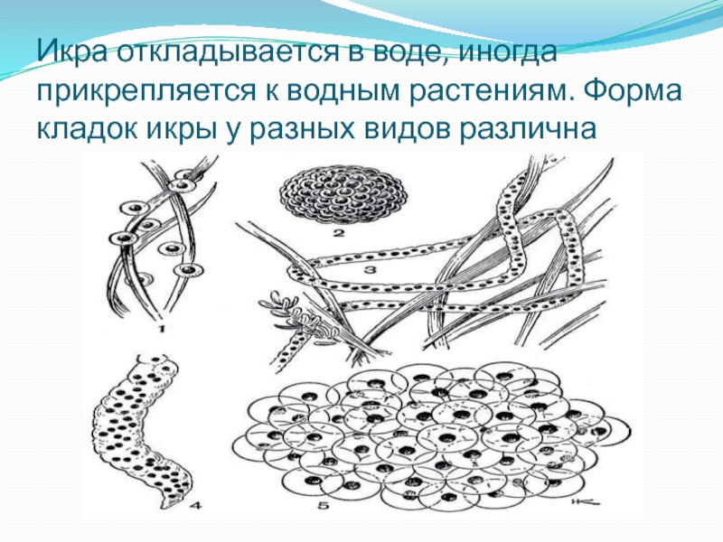 Развитие земноводных 8 класс. Развитие земноводных. Кладка земноводных. Размножение земноводных. Икра амфибий.