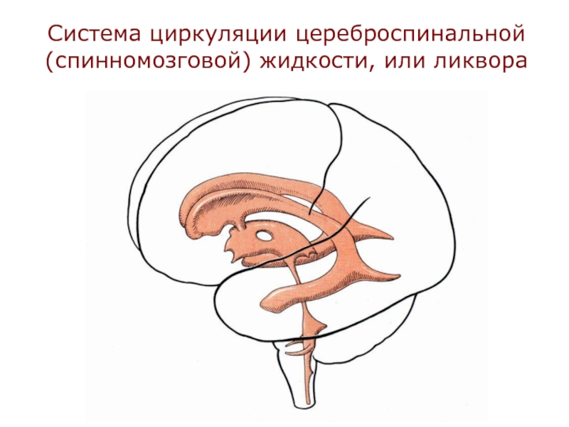 Система циркуляции цереброспинальной (спинномозговой) жидкости, или ликвора