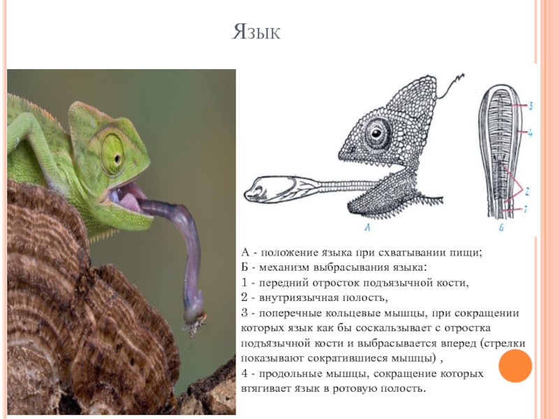 Подотряд ящерицы. Отряд ящерицы (Sauria). Отряд чешуйчатые. Подотряд ящерицы характеристика.