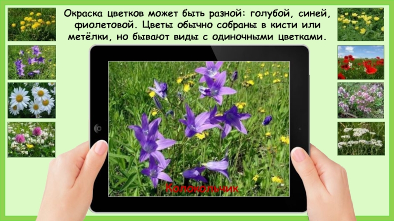 КолокольчикОкраска цветков может быть разной: голубой, синей, фиолетовой. Цветы обычно собраны в кисти или метёлки, но бывают