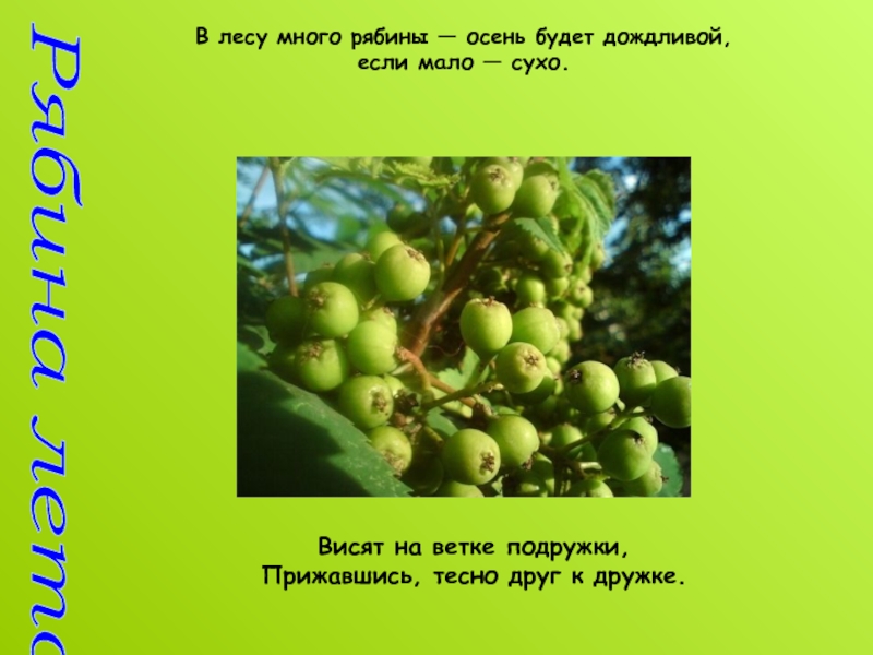 Сухой мало. В лесу много рябины осень будет. • В лесу много рябины - осень будет дождливая, если мало – сухая.. В лесу много рябины осень будет дождливая. Если много рябины приметы.